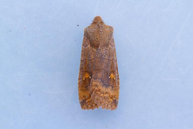 Satellite (Eupsilia transversa), adult. Framwellgate Moor, 21-02-2023. Copyright Christopher Blakey.