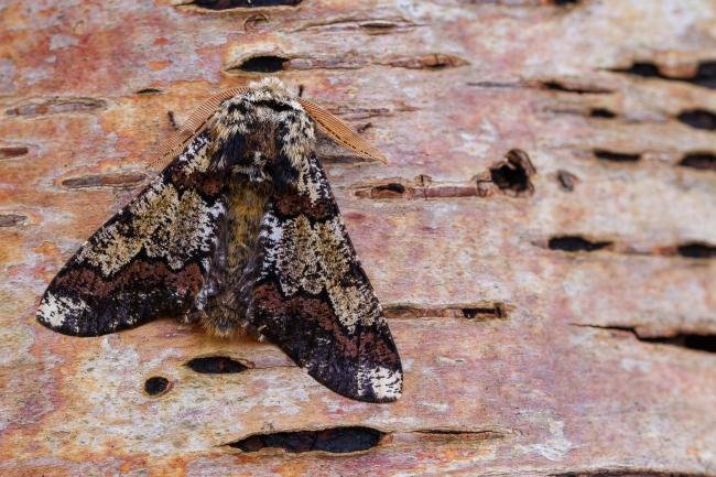 Oak Beauty (Biston strataria), adult. Cater House Colliery, 21-02-2023. Copyright Christopher Blakey.