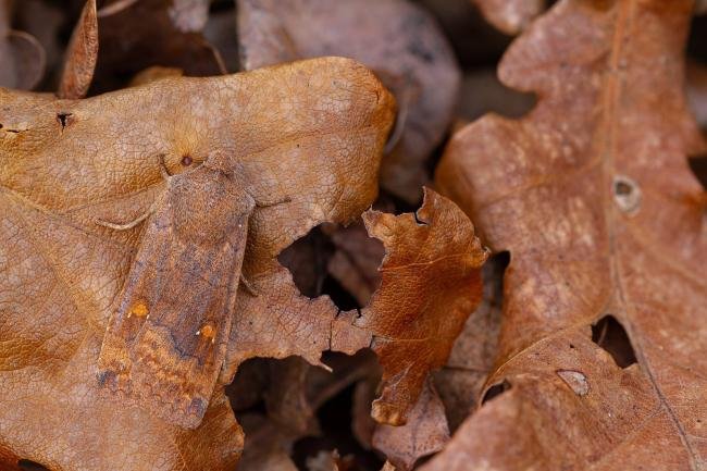 Satellite (Eupsilia transversa), adult. Cater House Colliery, 21-02-2023. Copyright Christopher Blakey.