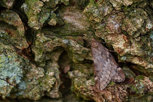 March Moth (Alsophila aescularia), adult. Cater House Colliery, 21-02-2023. Copyright Christopher Blakey.