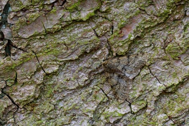 Pale Brindled Beauty (Phigalia pilosaria), adult. Cater House Colliery, 21-02-2023. Copyright Christopher Blakey.