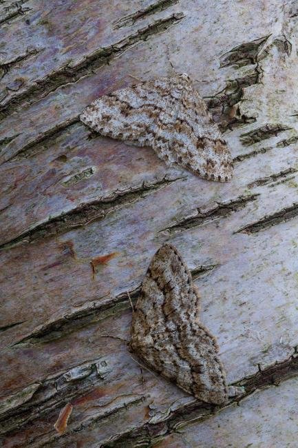 Engrailed (Ectropis crepuscularia), adult. Waldridge Fell, 17-03-2023. Copyright Christopher Blakey.