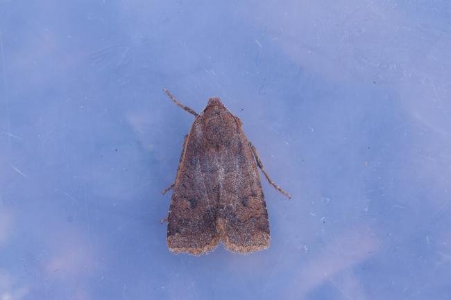 Dark Chestnut (Conistra ligula), adult. Waldridge Fell, 17-03-2023. Copyright Christopher Blakey.