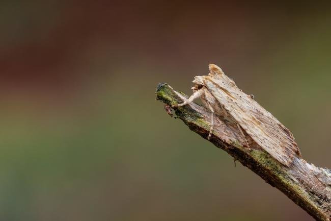 Pale Pinion (Lithophane socia), adult. Waldridge Fell, 29-03-2023. Copyright Christopher Blakey.