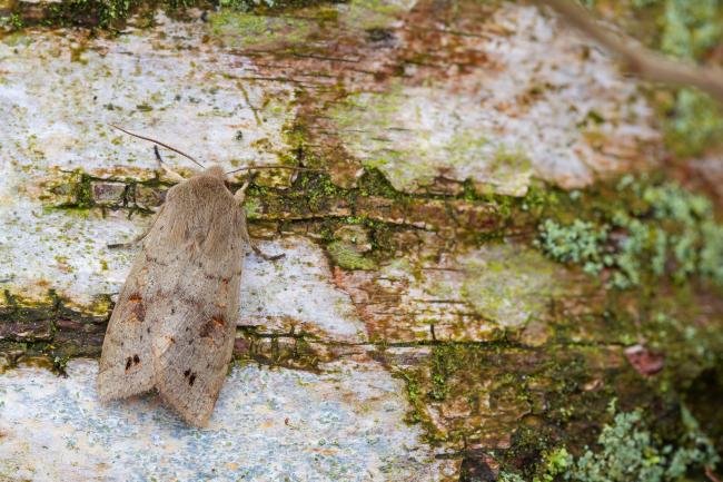 Twin-spotted Quaker (Anorthoa munda), adult. Waldridge Fell, 29-03-2023. Copyright Christopher Blakey.