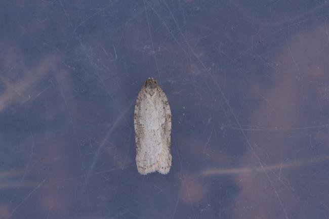 Acleris logiana, adult. Waldridge Fell, 29-03-2023. Copyright Christopher Blakey.