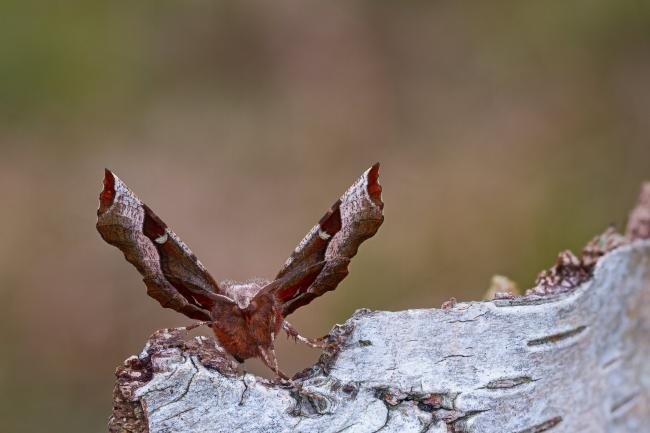 Purple Thorn (Selenia tetralunaria), adult. 17-04-2023. Copyright Christopher Blakey.