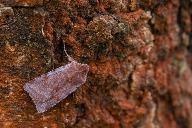 Red Chestnut (Cerastis rubricosa), adult. 17-04-2023. Copyright Christopher Blakey.