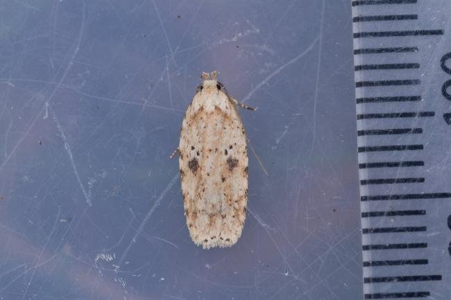 Agonopterix arenella, adult. Low Redford Allotments, 17-04-2023. Copyright Christopher Blakey.