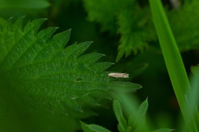 Elachista rufocinerea, adult. Cater House Colliery, 06-05-2023. Copyright Christopher Blakey.