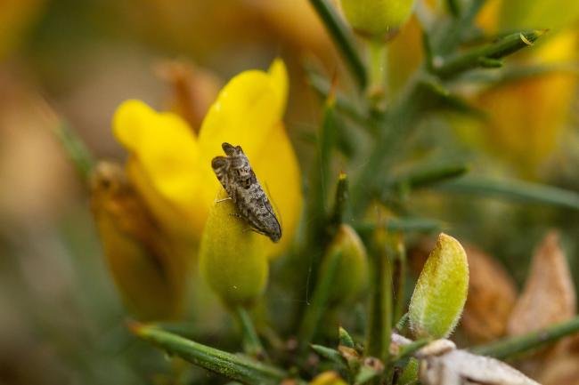 Cydia ulicetana, adult. Low Burnhall, 09-05-2023. Copyright Christopher Blakey.