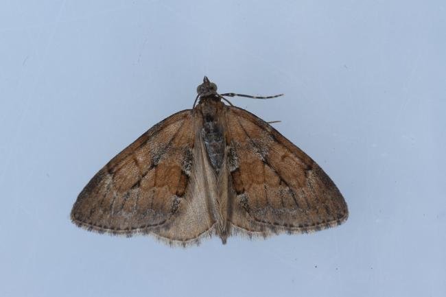 Grey Pine Carpet (Thera obeliscata), adult. Framwellgate Moor, 10-05-2023. Copyright Christopher Blakey.