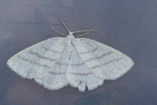 Common White Wave (Cabera pusaria), adult. Waldridge Fell, 12-05-2023. Copyright Christopher Blakey.