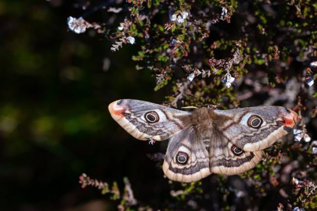 Emperor Moth (Saturnia pavonia), adult, female. Great Eggles Hope, 13-05-2023. Copyright Christopher Blakey.