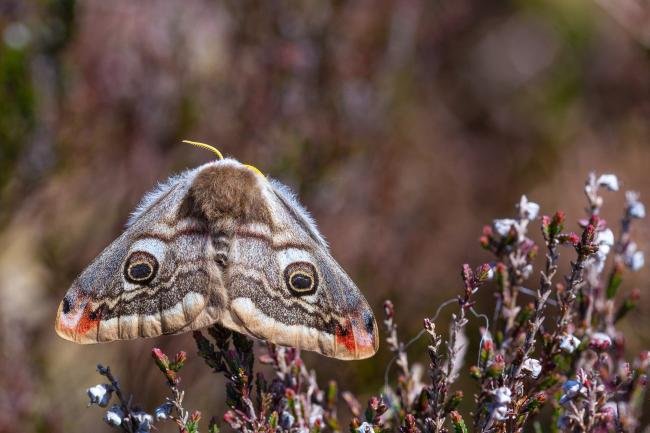 Emperor Moth (Saturnia pavonia), adult, female. Great Eggles Hope, 13-05-2023. Copyright Christopher Blakey.