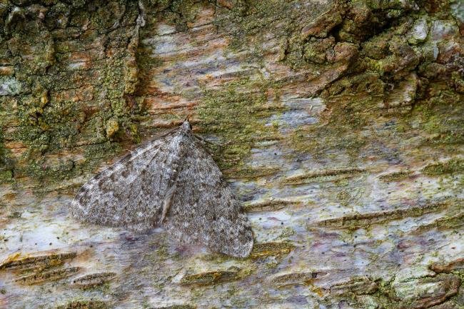 Striped Twin-spot Carpet (Coenotephria salicata), adult. 18-05-2023. Copyright Christopher Blakey.