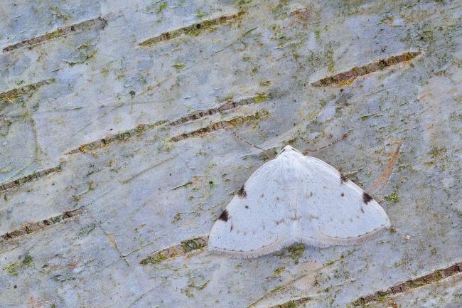 White-pinion Spotted (Lomographa bimaculata), adult. 18-05-2023. Copyright Christopher Blakey.