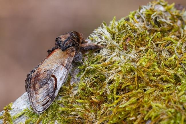 Pebble Prominent (Notodonta ziczac), adult. 18-05-2023. Copyright Christopher Blakey.