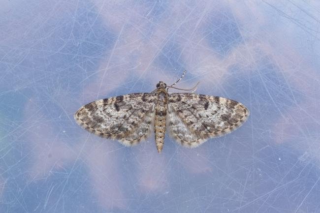 Dwarf Pug (Eupithecia tantillaria), adult. 18-05-2023. Copyright Christopher Blakey.