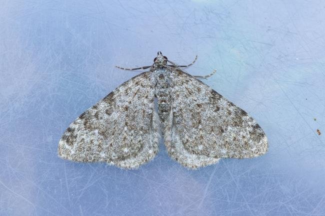 Striped Twin-spot Carpet (Coenotephria salicata), adult. 18-05-2023. Copyright Christopher Blakey.