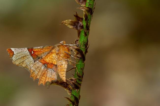 Lunar Thorn (Selenia lunularia), adult. Waldridge Fell, 26-05-2023. Copyright Christopher Blakey.