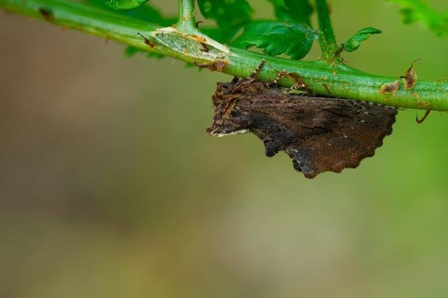 Coxcomb Prominent (Ptilodon capucina), adult. Waldridge Fell, 26-05-2023. Copyright Christopher Blakey.