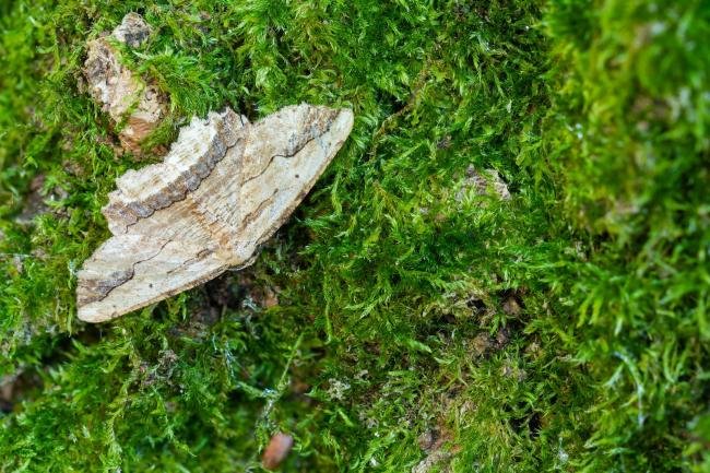 Waved Umber (Menophra abruptaria), adult. West Sussex, 29-05-2023. Copyright Christopher Blakey.