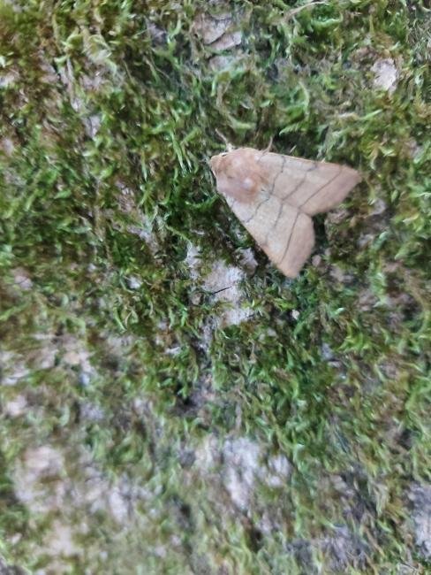 Treble Lines (Charanyca trigrammica), adult. West Sussex, 29-05-2023. Copyright Christopher Blakey.