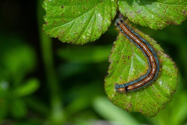 Lackey (Malacosoma neustria), larval. West Sussex, 29-05-2023. Copyright Christopher Blakey.