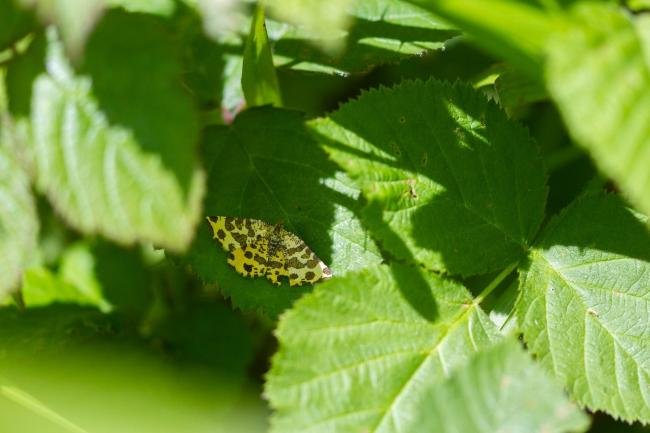 Speckled Yellow (Pseudopanthera macularia), adult. West Sussex, 04-06-2023. Copyright Christopher Blakey.