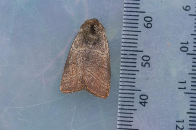 Treble Lines (Charanyca trigrammica), adult. West Sussex, 06-06-2023. Copyright Christopher Blakey.