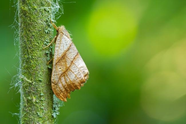 Scalloped Hook-tip (Falcaria lacertinaria), adult. Oxfordshire, 09-06-2023. Copyright Christopher Blakey.