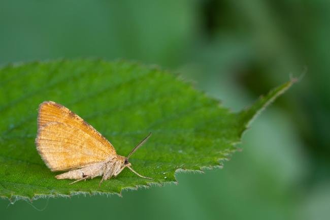 Rannoch Looper (Macaria brunneata), adult. Framwellgate Moor, 14-06-2023. Copyright Christopher Blakey.