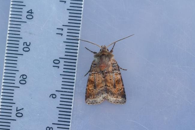 Ingrailed Clay (Diarsia mendica), adult. Waldridge Fell, 17-06-2023. Copyright Christopher Blakey.