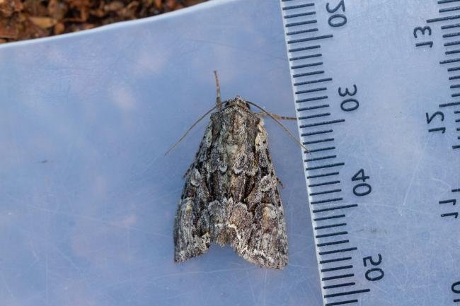 Pale-shouldered Brocade (Lacanobia thalassina), adult. Waldridge Fell, 17-06-2023. Copyright Christopher Blakey.