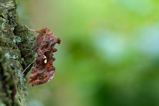 Beautiful Golden Y (Autographa pulchrina), adult. Waldridge Fell, 17-06-2023. Copyright Christopher Blakey.