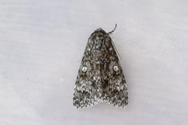 Poplar Grey (Subacronicta megacephala), adult. Framwellgate Moor, 20-06-2023. Copyright Christopher Blakey.