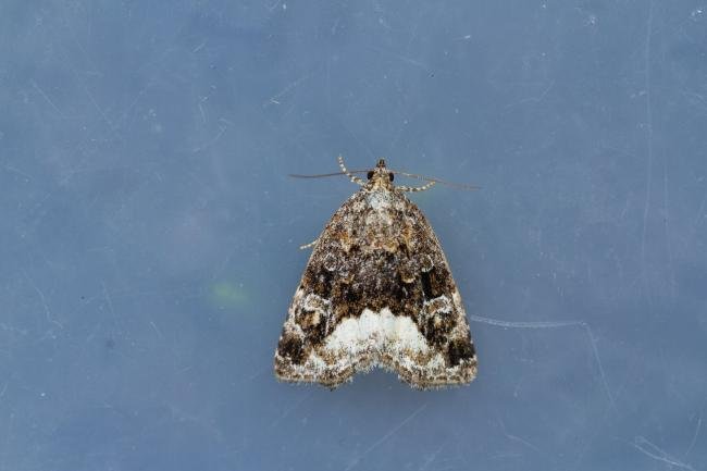 Marbled White Spot (Protodeltote pygarga), adult. 24-06-2023. Copyright Christopher Blakey.