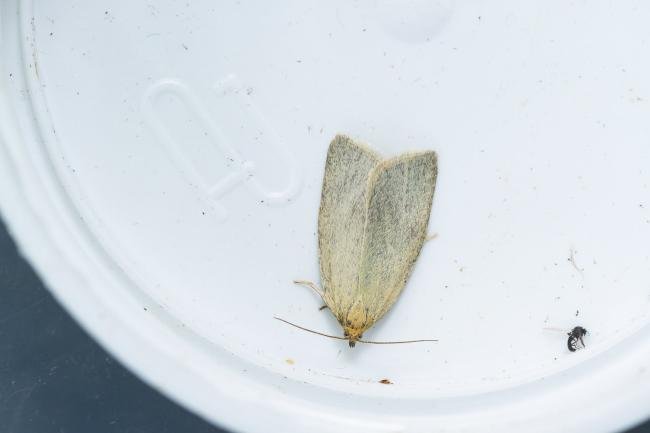 Timothy Tortrix (Zelotherses paleana), adult. 24-06-2023. Copyright Christopher Blakey.