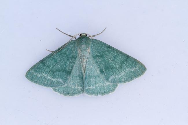 Grass Emerald (Pseudoterpna pruinata), adult. Waldridge Fell, 05-07-2023. Copyright Christopher Blakey.