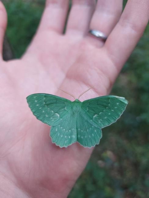 Large Emerald (Geometra papilionaria), adult. Waldridge Fell, 06-07-2023. Copyright Christopher Blakey.