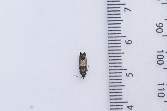 Bud Moth (Spilonota ocellana), adult. Framwellgate Moor, 11-07-2023. Copyright Christopher Blakey.