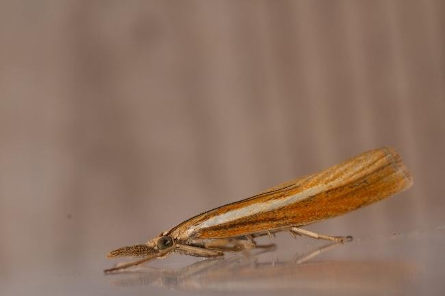 Agriphila tristella, adult. Rookhope Burn, 02-08-2023. Copyright Christopher Blakey.