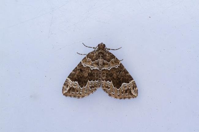 Devon Carpet (Lampropteryx otregiata), adult. Pity Me Carrs, 09-08-2023. Copyright Christopher Blakey.