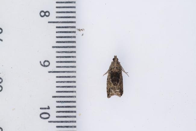 Epinotia nisella, adult. Framwellgate Moor, 09-08-2023. Copyright Christopher Blakey.