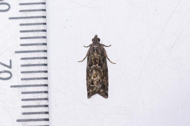 Epinotia nisella, adult. Whitehall Moss, 14-08-2023. Copyright Christopher Blakey.