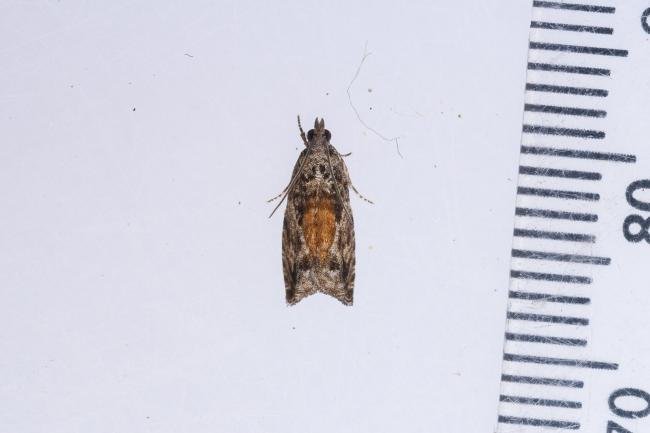 Epinotia nisella, adult. Whitehall Moss, 14-08-2023. Copyright Christopher Blakey.