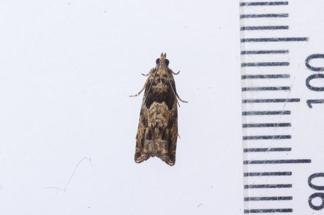 Epinotia nisella, adult. Whitehall Moss, 14-08-2023. Copyright Christopher Blakey.