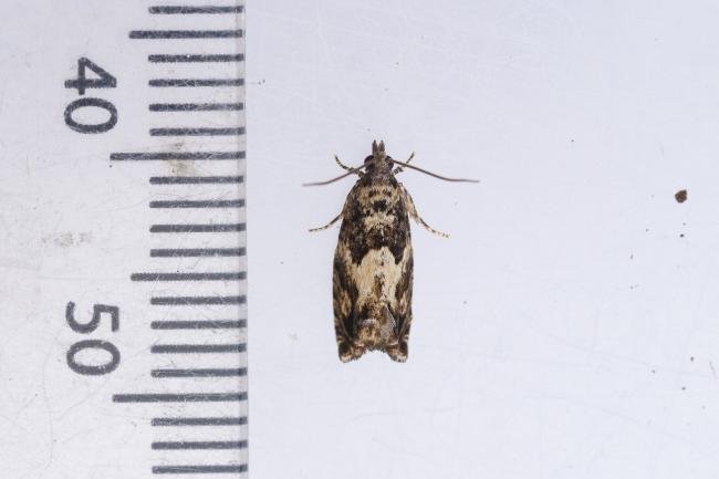 Epinotia nisella, adult. Whitehall Moss, 14-08-2023. Copyright Christopher Blakey.