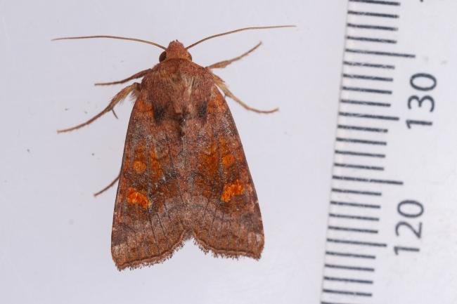 Ear Moth agg. (Amphipoea oculea agg.), adult. Whitehall Moss, 14-08-2023. Copyright Christopher Blakey.